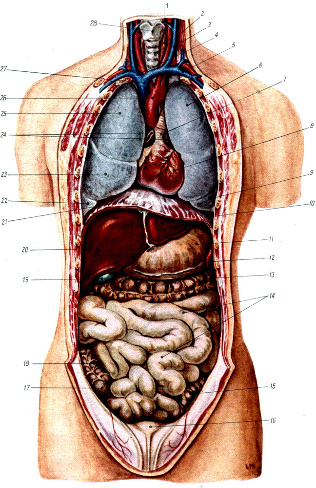 Строение органов человека фото с надписями внутренних органов