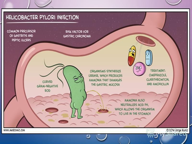 Probiotico helicobacter