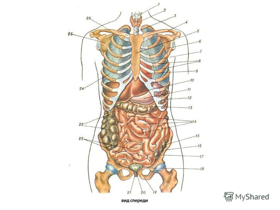 Внутренние органы человека со спины. Строение органов человека со спины. Анатомия человека со спины органы. Строение человека внутренние органы фото с надписями мужские.