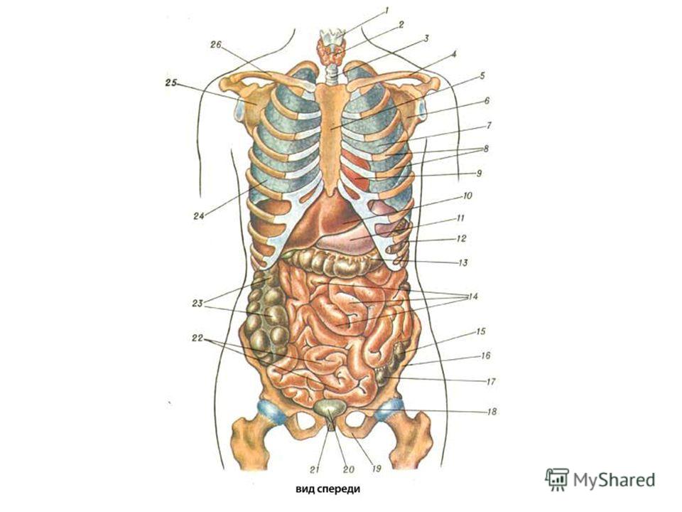 Внутренние органы человека схема расположения фото