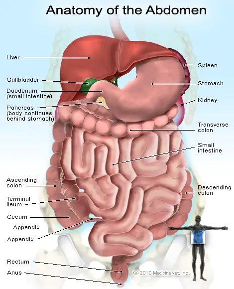 Abdonet Anatomy - Organs Placement