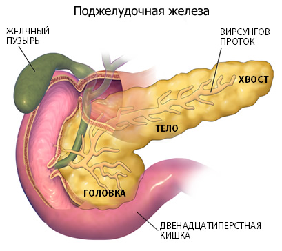Форма протоков в поджелудочной железе