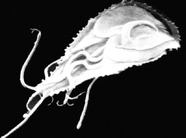 Кишечная лямблия – род простейших жгутиковых паразитов, которые провоцируют в организме человека протозойную инвазию с преимущественным поражением тонкого кишечника 