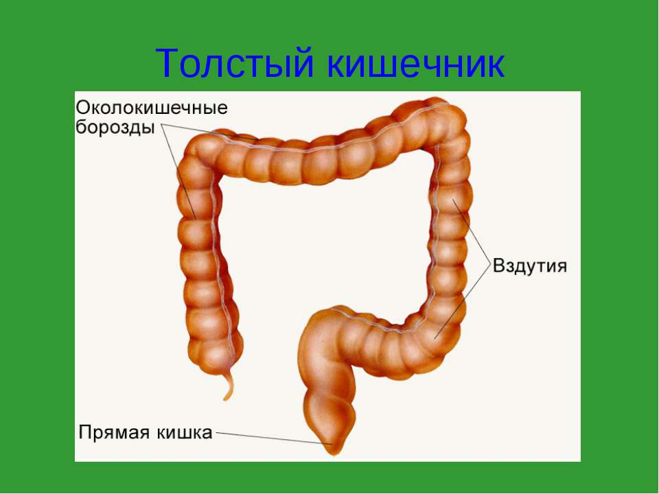 Схема кишок человека