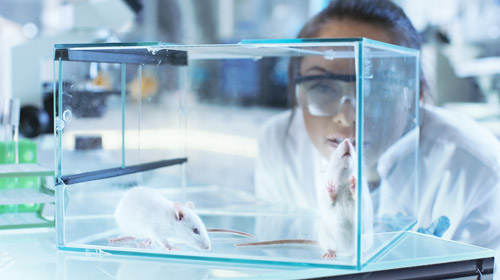 лабораторные исследования на мышах