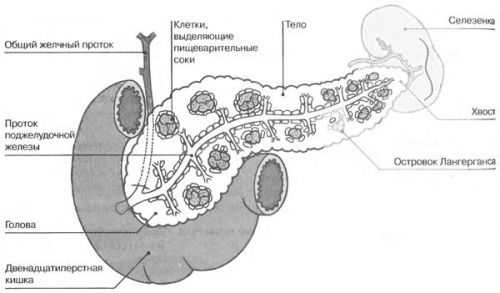 Схема строения поджелудочной железы