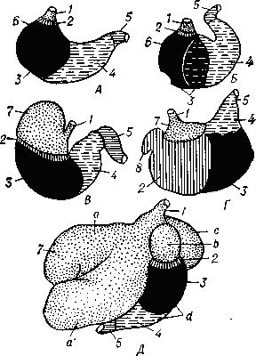 Схема распределения железистых зои в желудках разных типов строения: А — человека; Б — собаки: В — лошади; Г — свиньи: Д — жвачных (a, ai — верхний и нижний мешки рубца, b — сетка, с — книжка, d — сычуг): 1 — пищевод, 2 — зона кардиальных желёз (штрих), 3 — зона фундальных желёз (чёрная), 4 — зона пилорических желёз (прерывистый штрих), 5 — двенадцатиперстная кишка, 6 — свод желудка, 7 — пищеводная (безжелезистая) часть желудка . (пунктир),   8 — дивертикул.