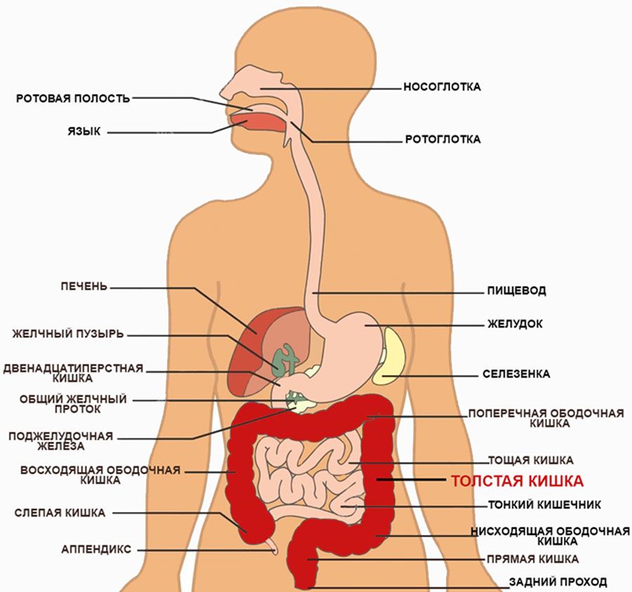 Схема внутренних органов человека брюшной полости женщины расположения фото с названиями и описанием