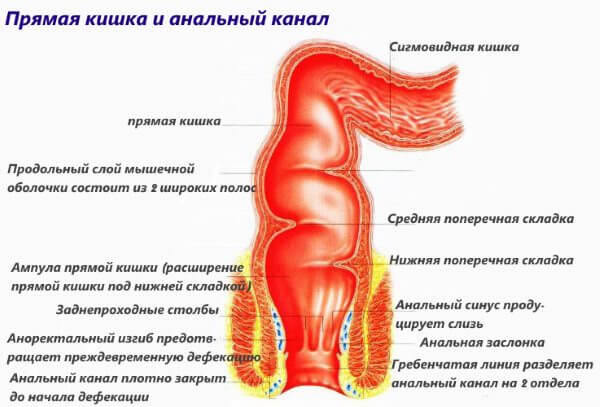 Прямая кишка рисунок