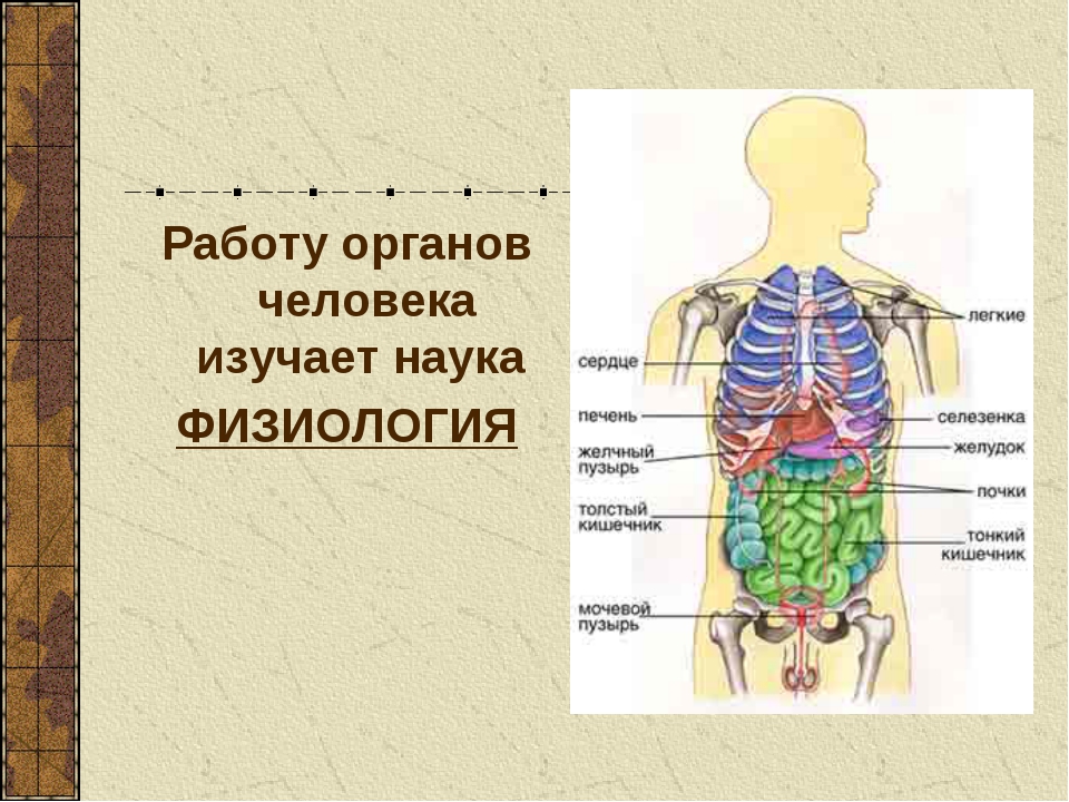 Впр 8 класс анатомия человека. Строение органов человека. Системы органов человека схема. Организм человека 3 класс.