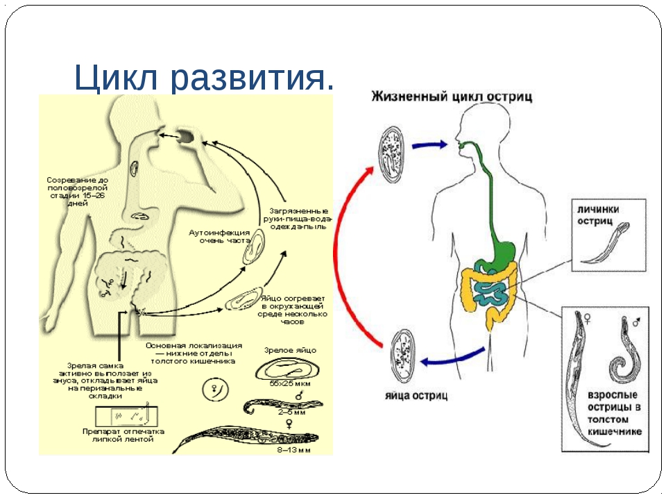 Человеческий жизненный цикл. Цикл развития острицы. Enterobius vermicularis жизненный цикл. Цикл развития острицы человеческой. Жизненный цикл острицы схема.