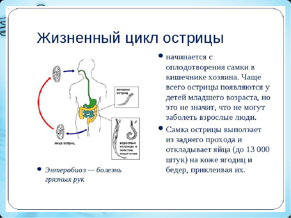 Жизненный цикл энтеробиоз схема