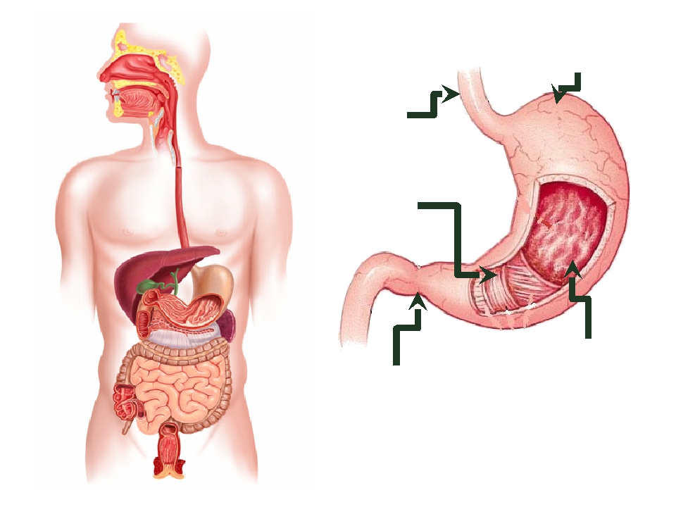 Пищеварительный тракт человека. Желудок человека биология 8 класс. Что делать если остановился желудок