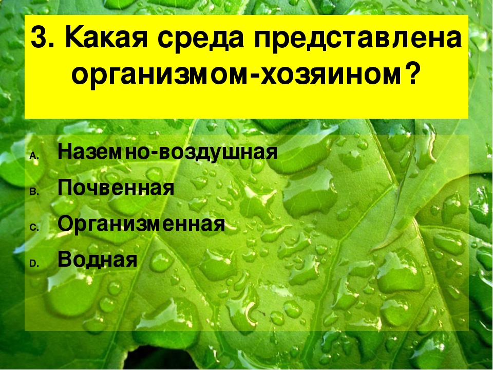 В какой среде находятся. Какая среда представлена организмом-хозяином. Какая среда обитания представлена организмом хозяином. Организм хозяин в какой среде. В какой среде организмы растения..