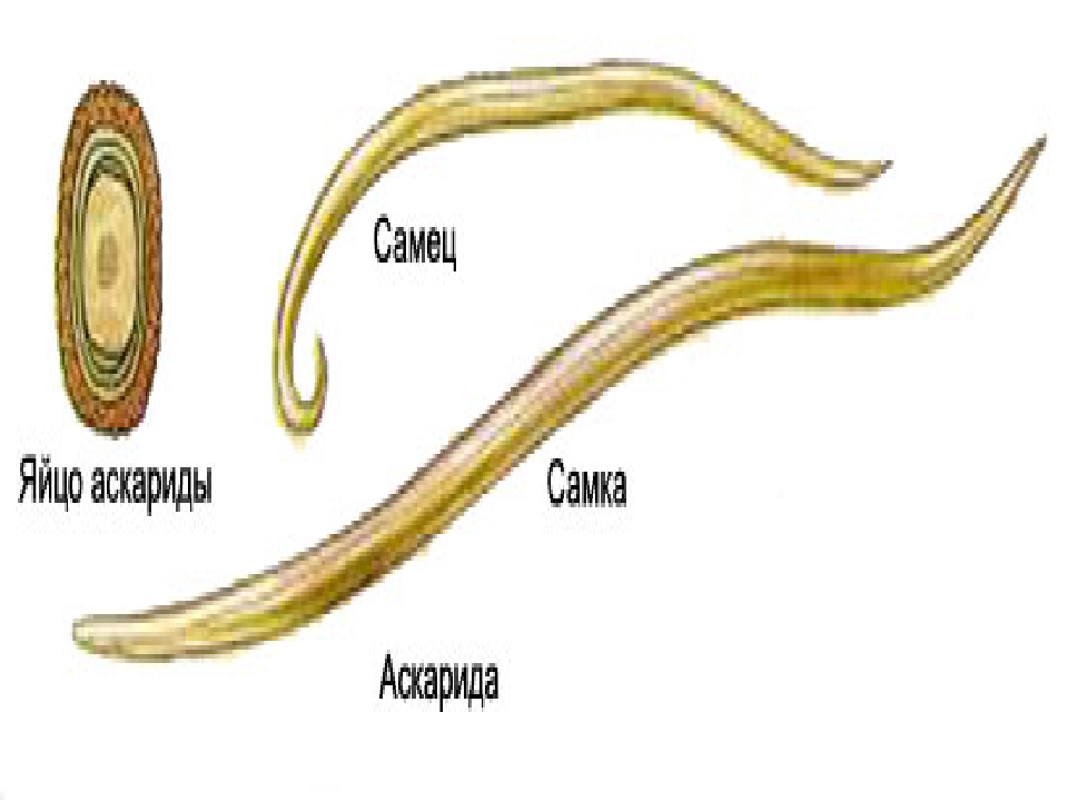 Тип круглых червей биология. Круглые черви гидроскелет. Внутреннее строение аскариды человеческой. Представители круглых червей.