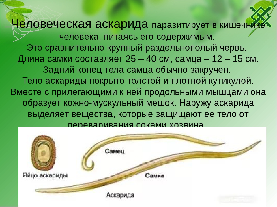 Чем наружные паразиты отличаются от. Круглые черьвичеловеческая аскарида. Круглый червь человеческая аскарида строение. Человеческая аскарида Тип червей. Тип круглые черви человеческая аскарида 7 класс.