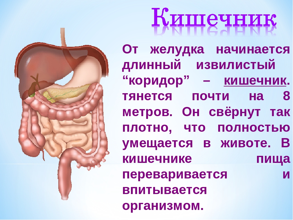 Устройство кишечника у человека картинки