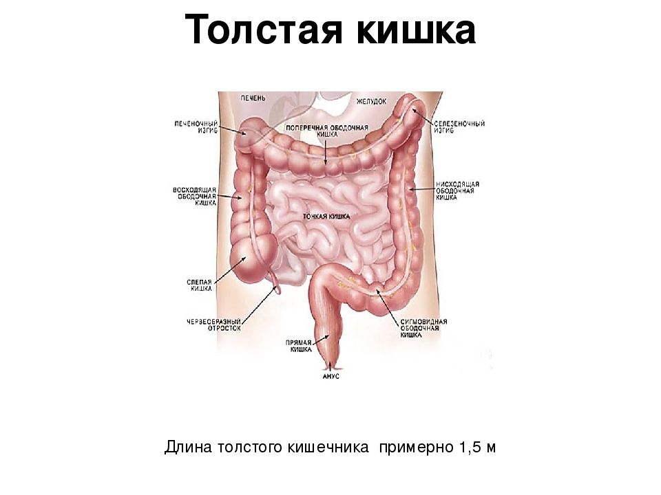 Фото кишечника человека с надписями спереди строение