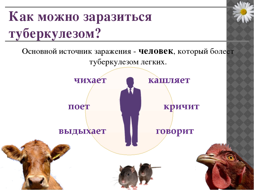 Как можно заболеть. Источники заражения туберкулезом. Основной источник заражения туберкулезом. Источники заражения туберкулезом животные. Туберкулёз передаётся от животных.