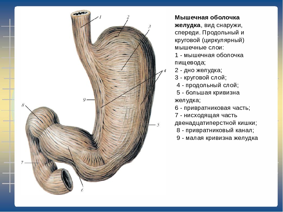 Нижняя часть желудка. Мышечная оболочка желудка. Циркулярный мышечный слой желудка. Строение поверхности желудка.