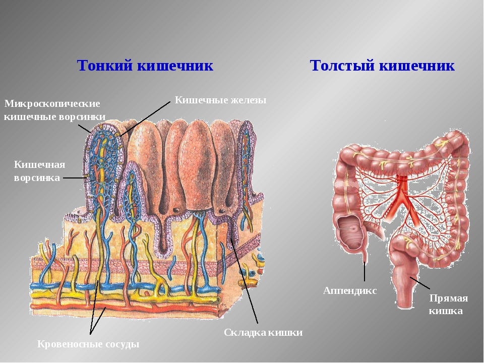 Толстый и тонкий кишечник презентация