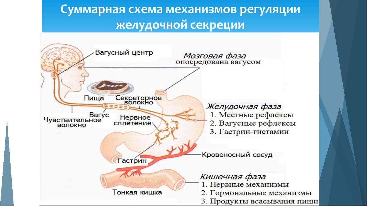 Рефлекторное желудка. Желудочная фаза секреции желудочного сока схема. Рефлекторная дуга нервной регуляции желудочной секреции физиология. Регуляция желудочной секреции физиология. Схема регуляции желудочной секреции.