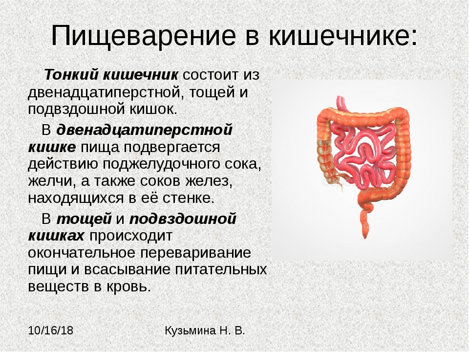 Какое значение имеет складчатость внутренней стенки тонкого кишечника кратко