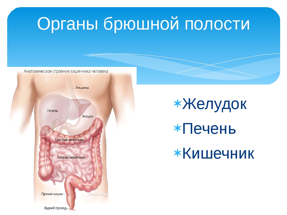 Расположение внутренних органов человека в брюшной полости фото с описанием