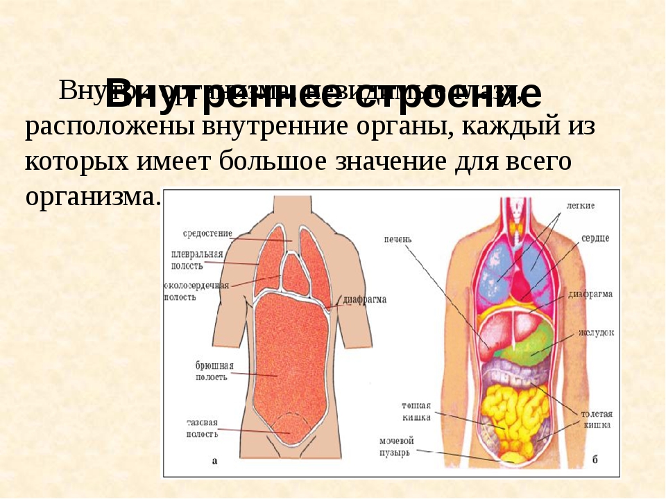 Внутреннее строение материалов. Строение внутренних органов человека строение. Анатомия строение внутренних органов. Органы человека схема. Строение человека внутри.