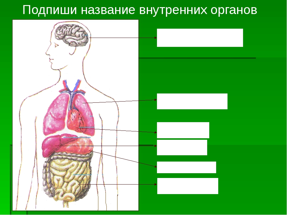Организм человека окружающий мир 3 класс тест. Строение тела человека. Название органов человека. Строение органов. Подпиши названия внутренних органов человека.