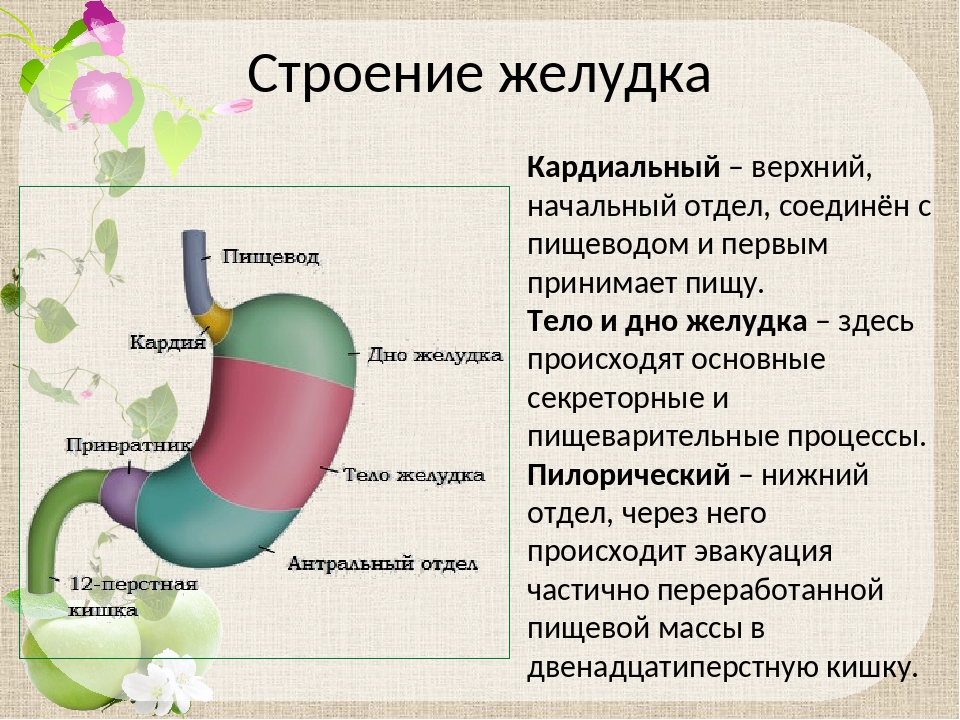 Какие отделы выделяют в желудке. Желудок человека строение и функции. Строение и выполняемые функции желудка. Функции желудка анатомия. Анатомия . Строение ЖКТ кратко.
