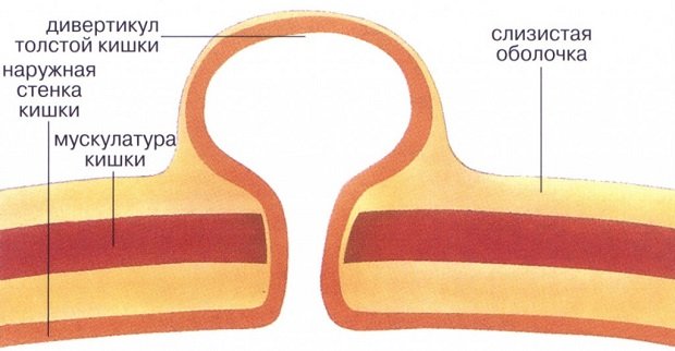 Схема кишечной стенки
