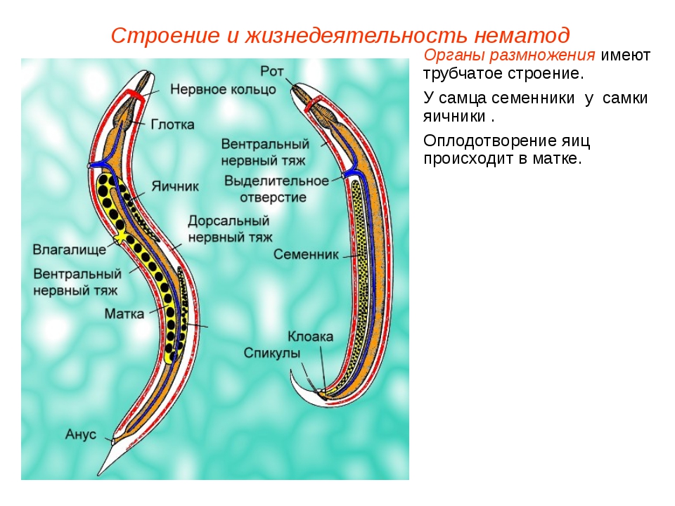 Полости тела червя находится. Строение систем круглых червей. Строение нематоды круглых червей. Половая система аскариды. Внутренне строение круглых червей.