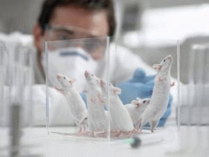 Испытания на мышах