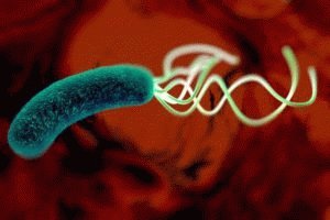 Бактерия в ЖКТ