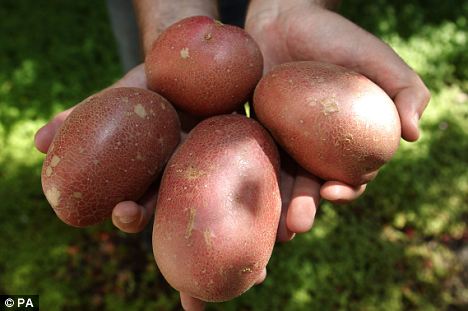Potatoes contain unique antibacterial molecules that can treat the condition