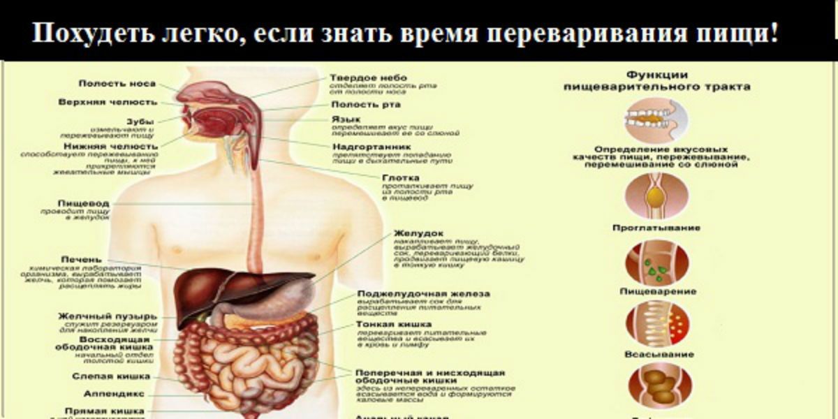 За какое время переваривается торт