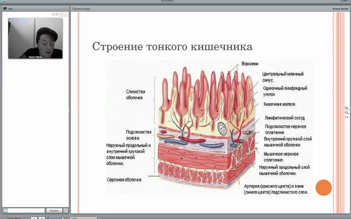 Схема тонкого кишечника человека