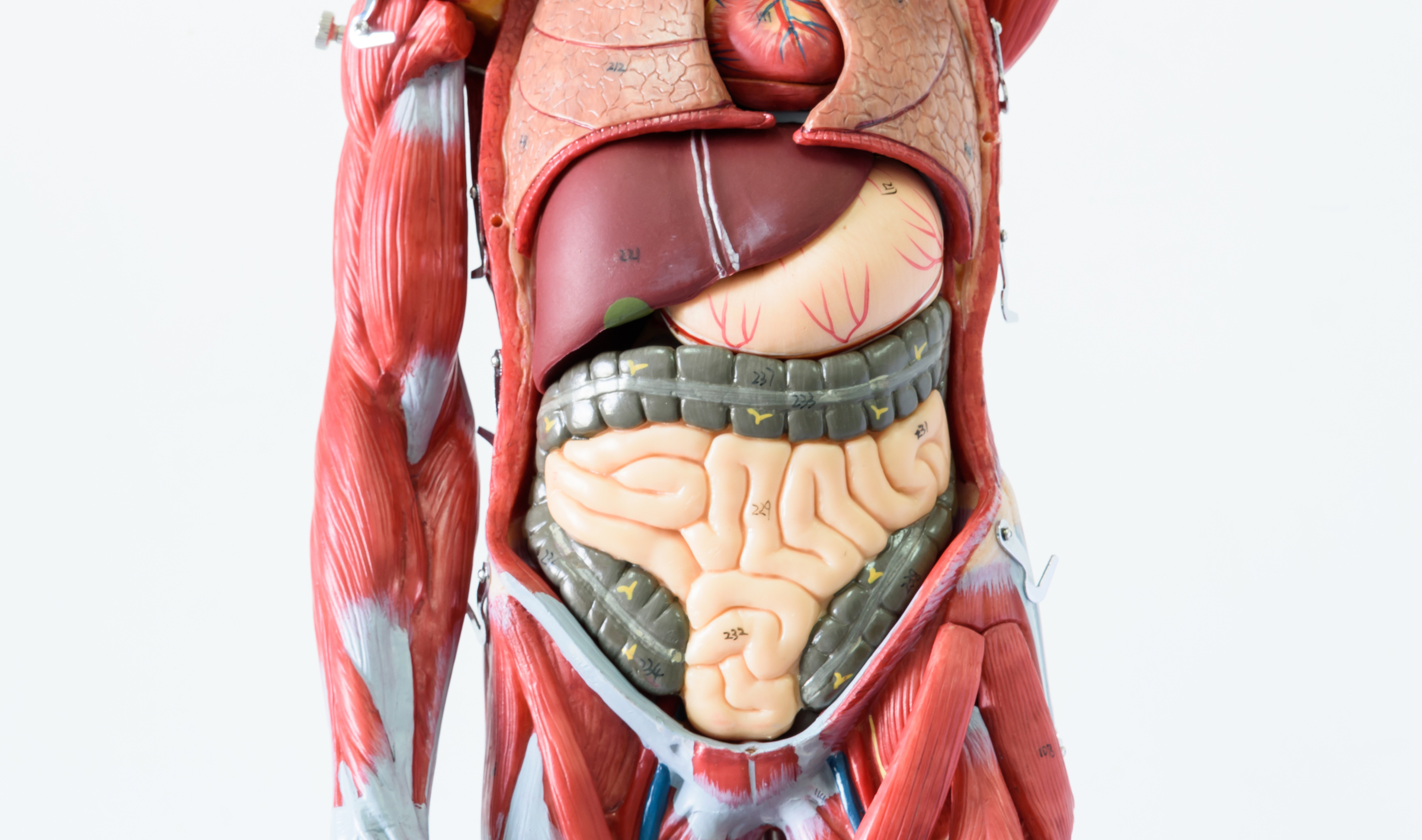 Внутренние органы фото. Внутренние органы. Внутренние органы человека. Анатомия человека внутренние органы в живую. Человеческий организм изнутри.