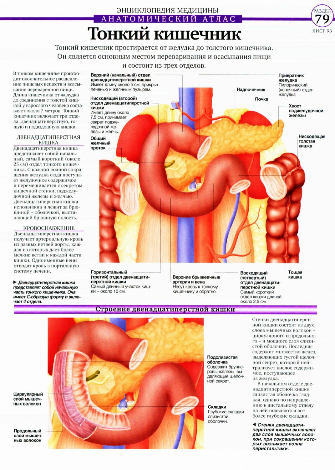 Анатомия кишечника человека атлас