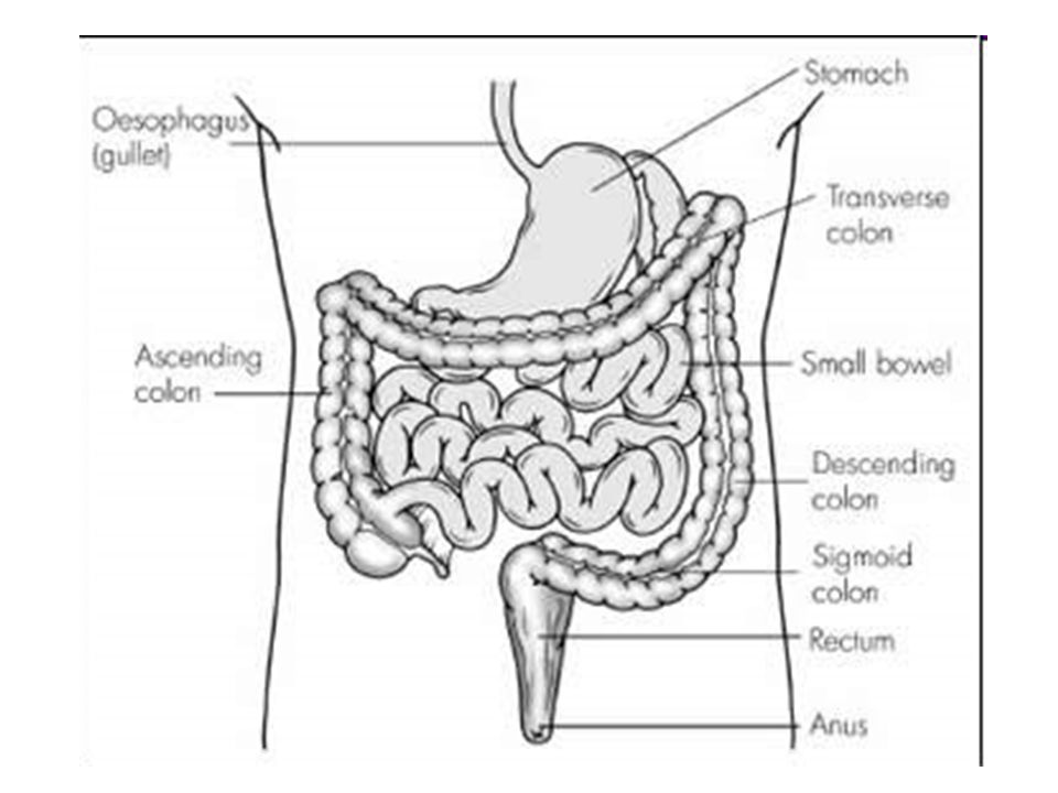 Отделы кишечника человека по порядку схема