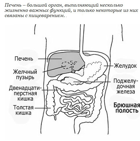 Рисунок брюшной полости