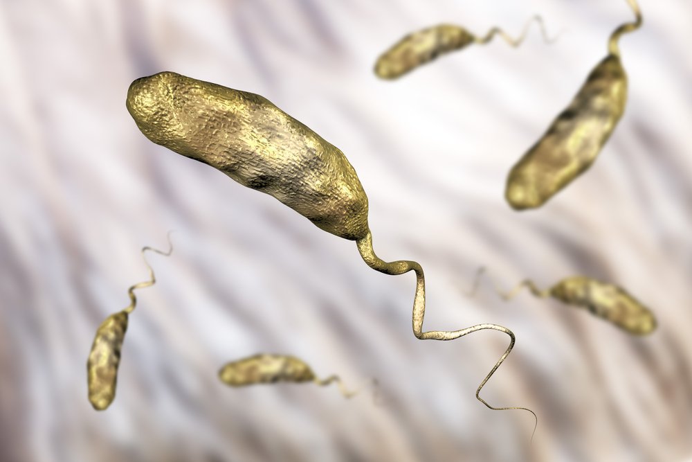 Патогенность бактерии холеры