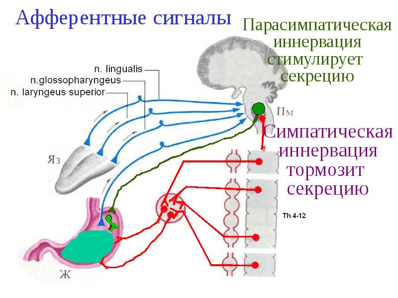 Иннервация это. Регуляция слюноотделения афферентный путь. Афферентная иннервация схема. Парасимпатическая иннервация.