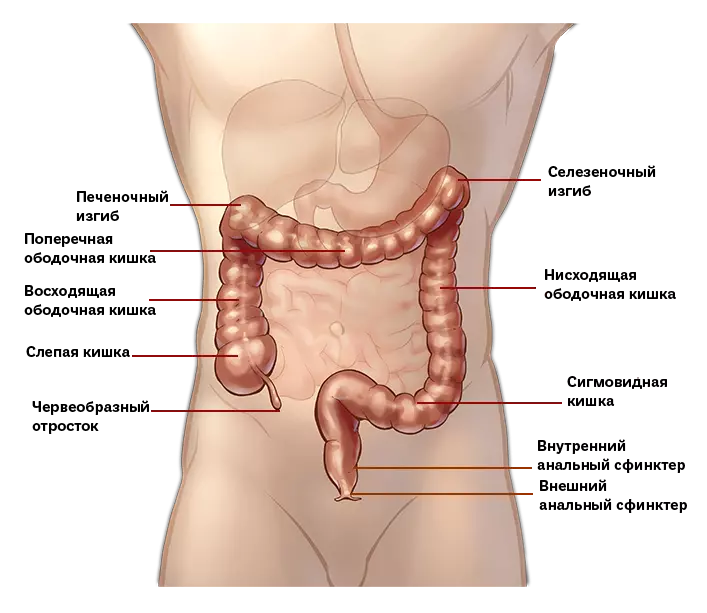 Толстая кишка где находится рисунок у человека картинки