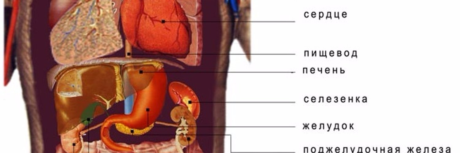 Расположение желудка у человека картинка с ребрами