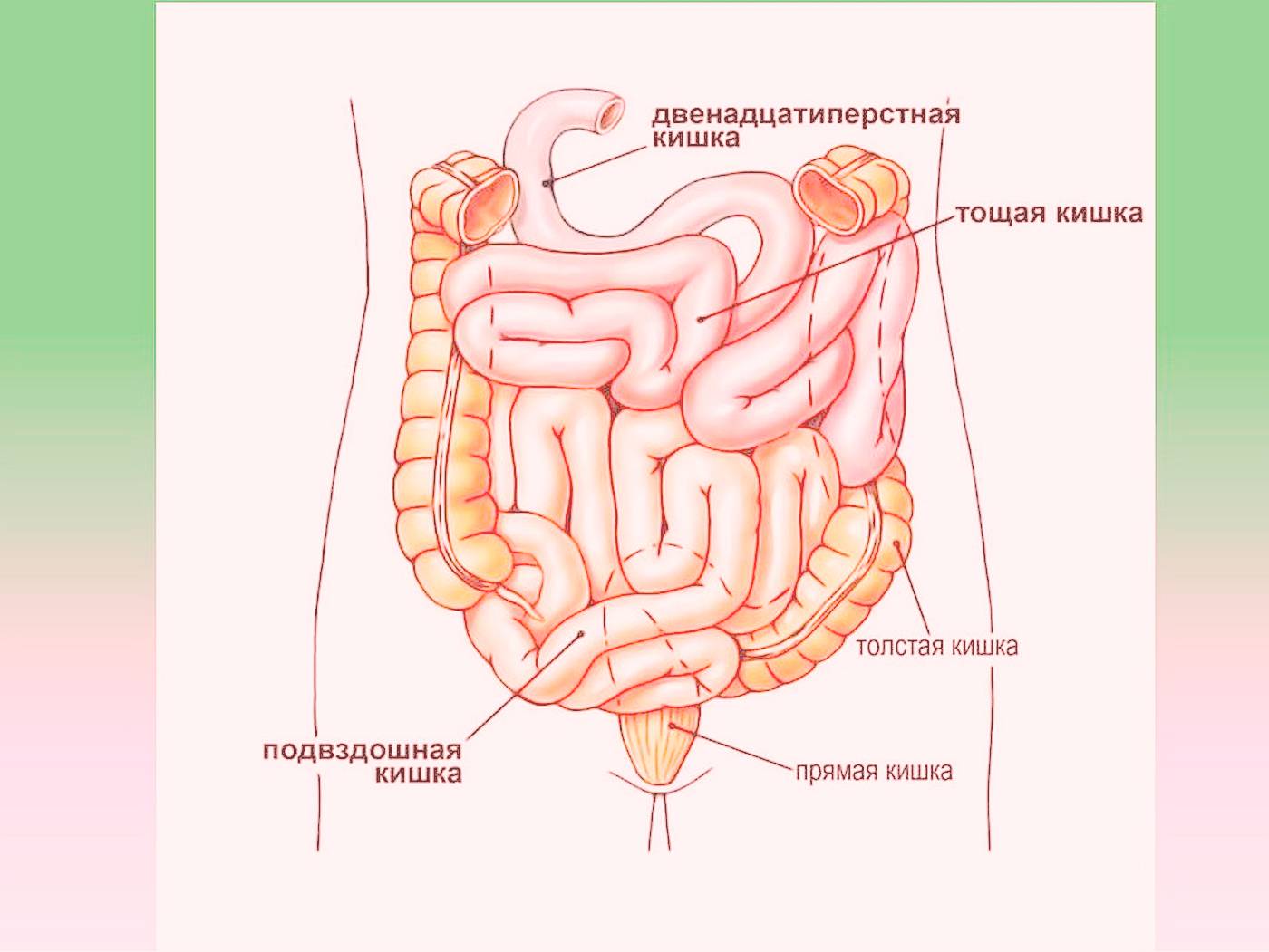 Строение кишечника у мужчин схема. Строение подвздошной тонкой кишки. Терминальный отдел подвздошной кишки анатомия. Отделы тонкой кишки анатомия. Подвздошная кишка анатомия человека анатомия.