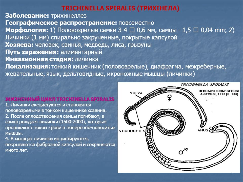 Жизненный цикл трихинеллы спиральной схема