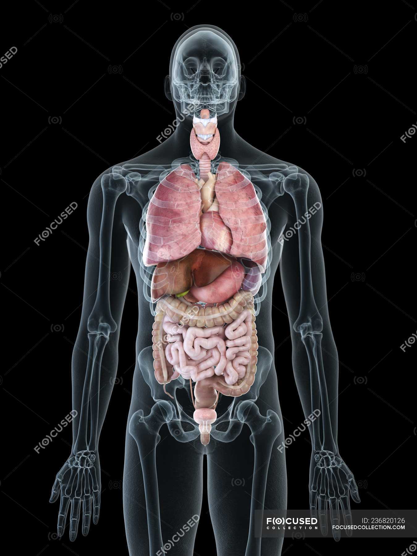 Человеческий организм в основном в. Органы внутри человека. Человеческий организм изнутри.