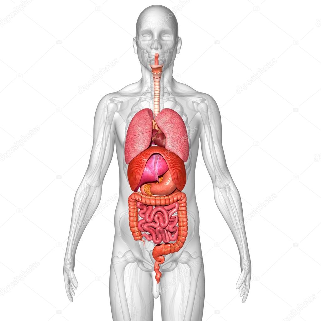 Тело человека внутренние органы